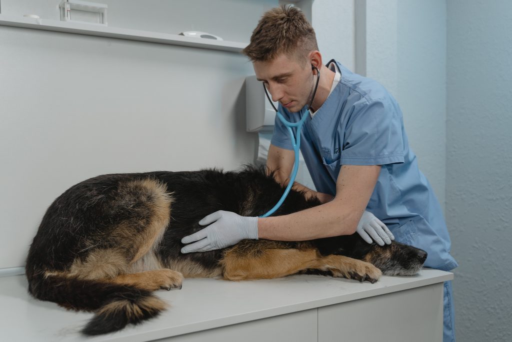 Un homme en blouse bleue examine un chient allongé sur une table à l'aide d'un stéthoscope.