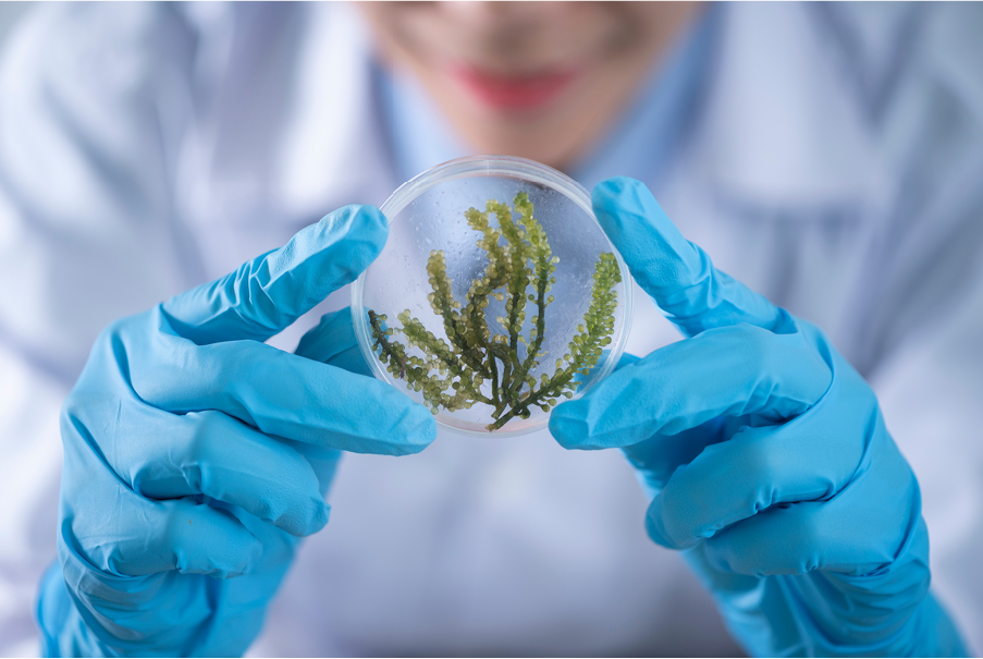 Une personne avec une blouse blanche et des gants de protection bleus observe une plante enfermée dans du verre.